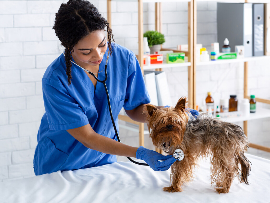 TVD-Partner-fuer-Tieraerzte-1