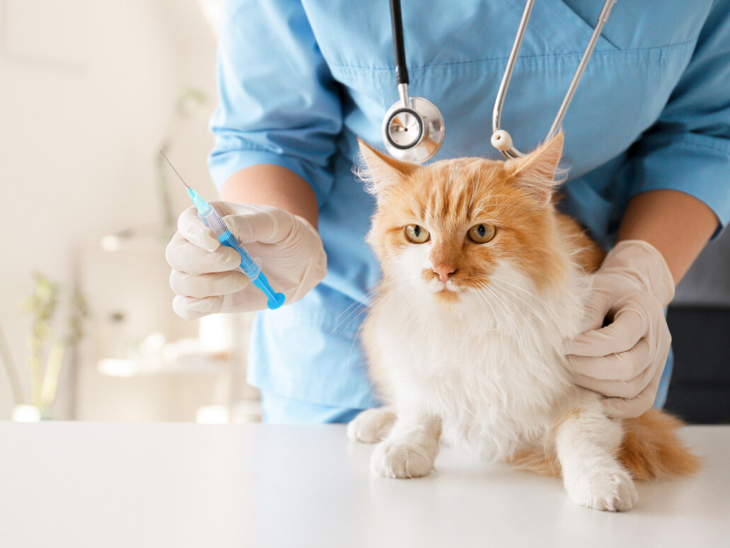 TVD-Partner-fuer-Tieraerzte-5