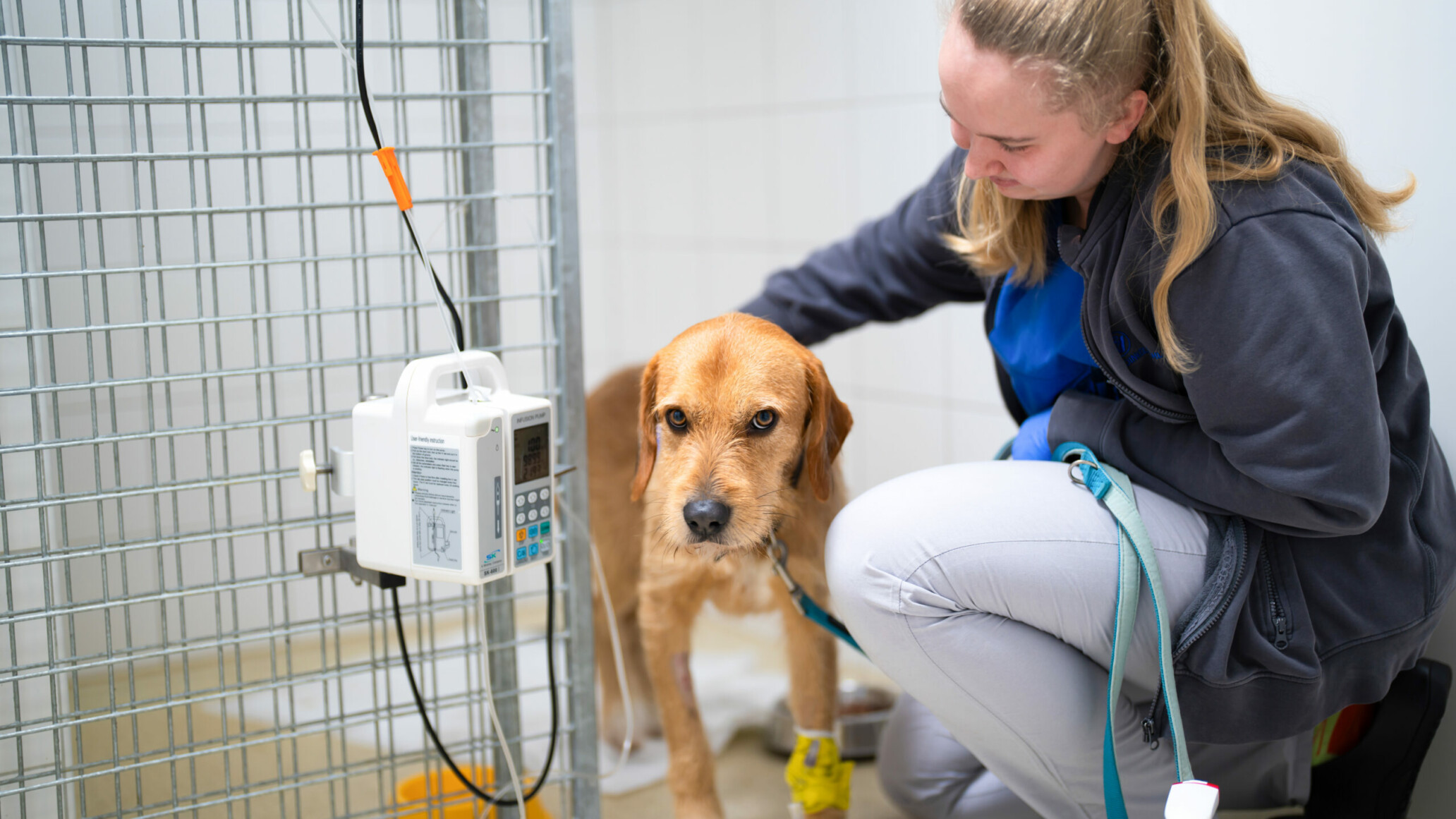Professionelle station&auml;re Betreuung f&uuml;r Hunde in der Tierklinik Dinkelsb&uuml;hl