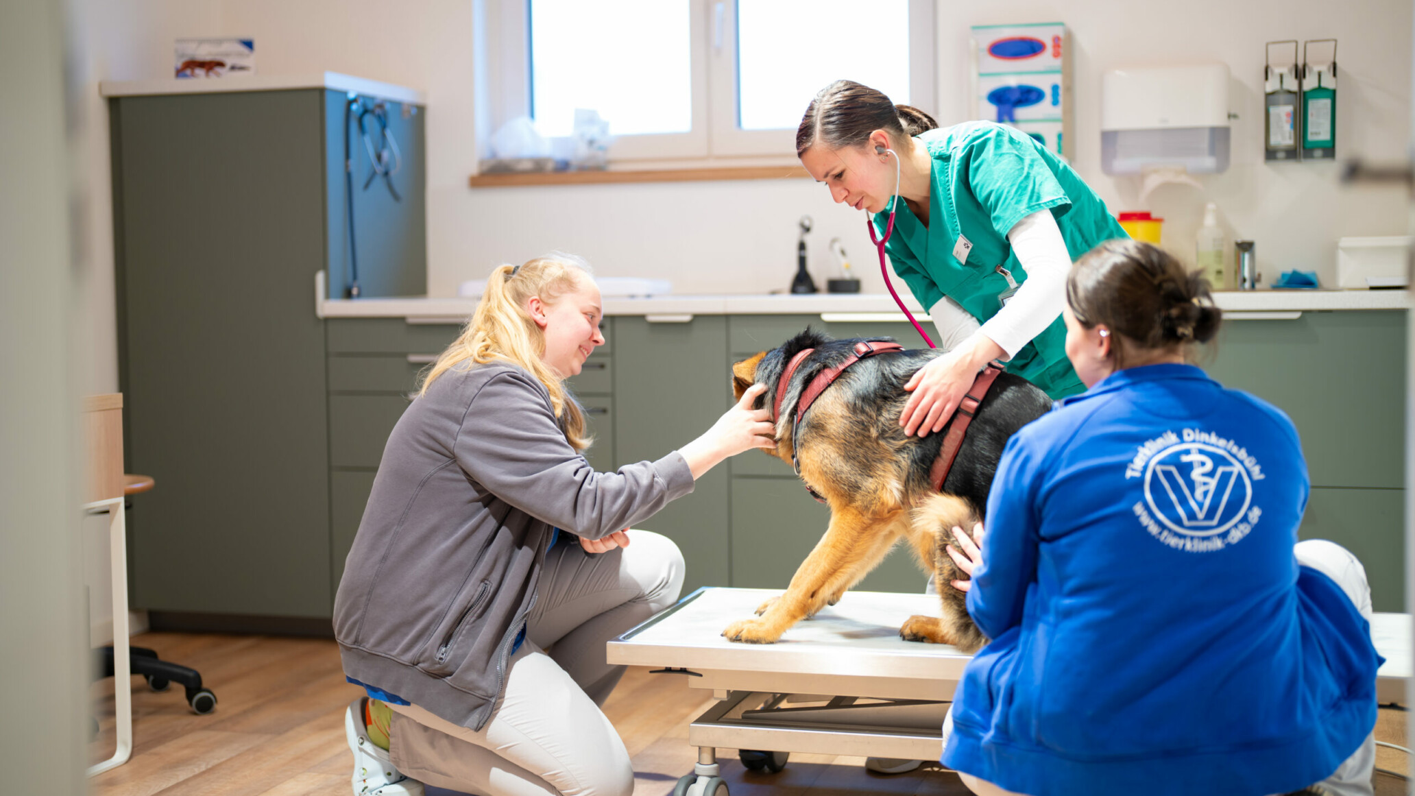 Einfühlsame Behandlung in der Tierklinik Dinkelsbühl