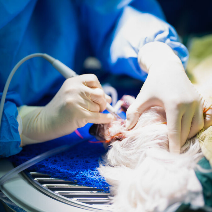 Sanfte Methoden zur Zahnreinigung in der Tierklinik Dinkelsbühl
