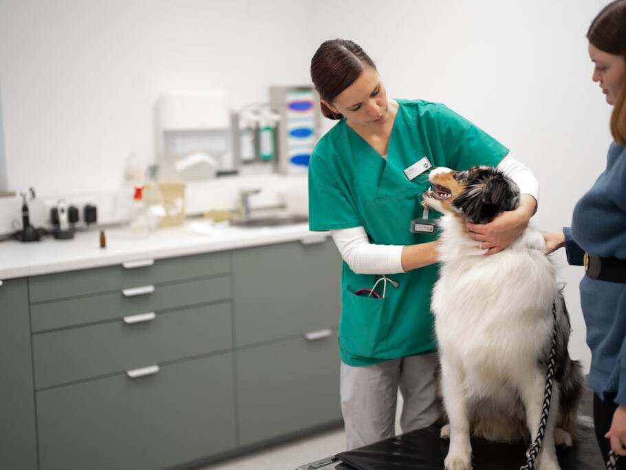 Neugieriger Hund auf Behandlungstisch der Tierklinik Dinkelsbühl