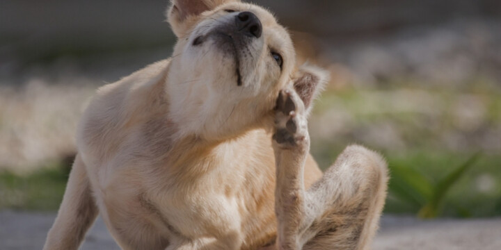 Hund kratzt sich am Ohr