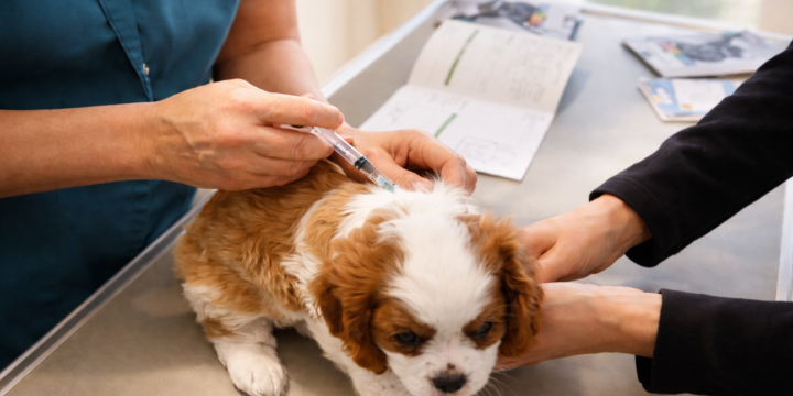 Welpe erhält eine Spritze