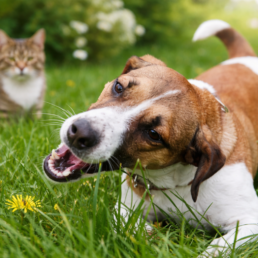 Jack Russel Terrier frisst Gras