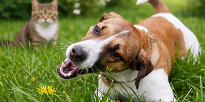 Jack Russel Terrier frisst Gras