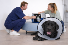 Labrador mit Halskragen in der Tierarztpraxis