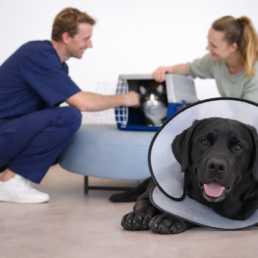 Labrador mit Halskragen in der Tierarztpraxis